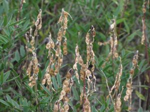 17. Beach Pea or Eskimo Potato