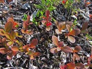 18. Bearberry Close-up