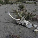 41. Caribou Antlers & Skull