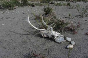 41. Caribou Antlers & Skull