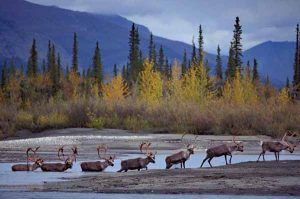 42. Caribou Crossing