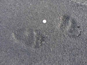 65. Grizzly Bear Prints