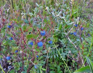 68. Blueberries by the Millions