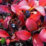 Bearberry Close-up