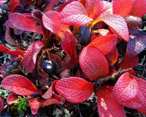 Bearberry Close-up