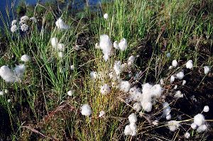 Cotton Grass