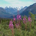Fireweed in the Steese Mountains