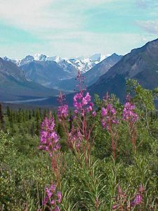 Fireweed in the Steese Mountains