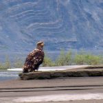 Immature Eagle - Yukon River