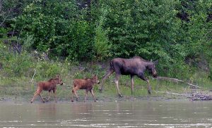Moose & Twins on the Yukon River