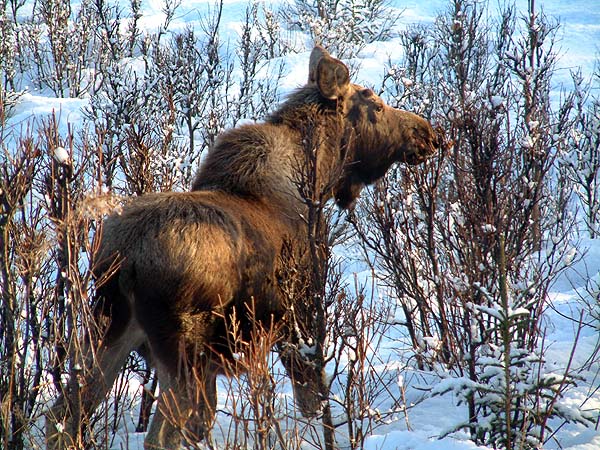 Moose in Winter